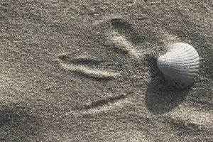 European Seashells Prints: Empty shell of a Common Cockle