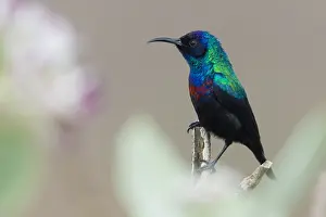 Passeriformes Species Prints: Shining Sunbird