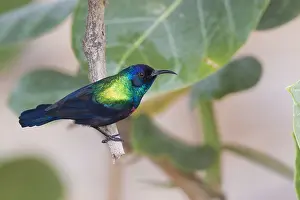 Adult Male Bird Prints: Shining Sunbird