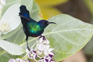 Adult Male Bird Prints: Shining Sunbird