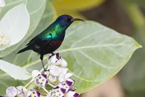 Passeriformes Birds Prints: Shining Sunbird