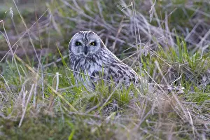 Asio Flammeus Species Prints: Short-eared Owl