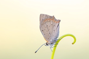 Close Up Nature Photography Europe Prints: Small Copper, Lycaena phlaeas