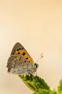 Lycaena Phlaeas Images Prints: Small Copper, Lycaena phlaeas