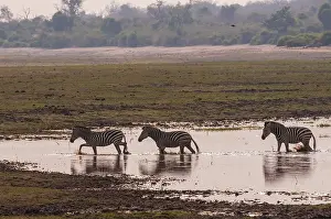 Mammals In Africa Prints: A small group of common zebras