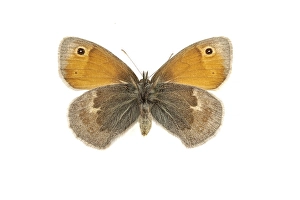 Lepidoptera Species Identification Prints: Small Heath, Coenonympha pamphilus