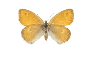 Small Heath Butterfly Print