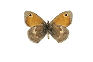 Butterfly Conservation Efforts Prints: Small Heath, Coenonympha pamphilus