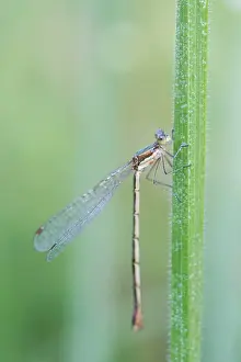 Small spreadwing