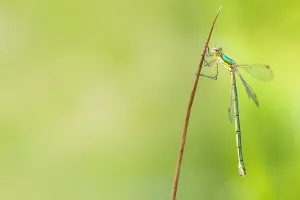 Framed Print : Small Spreadwing Print, Lestes virens Framed Print : Small Spreadwing Print, Lestes virens
