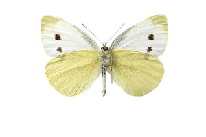 White Background Insects Prints: Small White, Pieris rapae