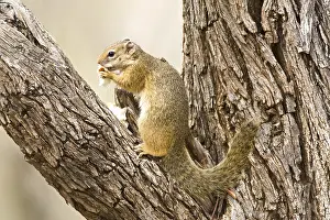 South African Mammals Prints: Smith's Bush Squirrel, Paraxerus cepapi