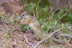 Daytime Nature Scenes Prints: Smith's Bush Squirrel, Paraxerus cepapi