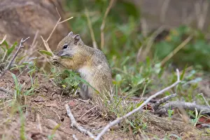 Daytime Nature Photos Prints: Smith's Bush Squirrel, Paraxerus cepapi