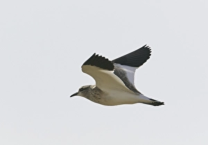Markus Varesvuo Photos Prints: Sociable Lapwing, Charadrius gregarius