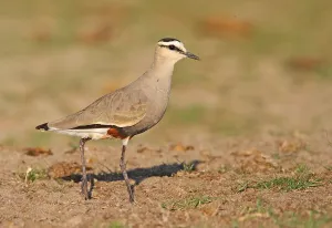 Wading Birds In Europe Prints: Sociable Lapwing, Vanellus gregarius
