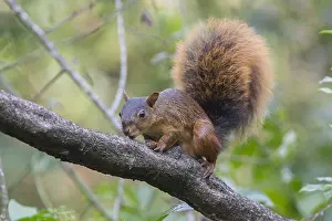 South America Wild Animals Prints: Southern Amazon Red Squirrel (Sciurus spadiceus)