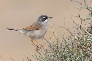 Passeriformes Species Prints: Spectacled Warbler