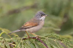 African Wildlife Animals Prints: Spectacled Warbler