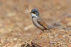 African Wildlife Animals Prints: Spectacled Warbler