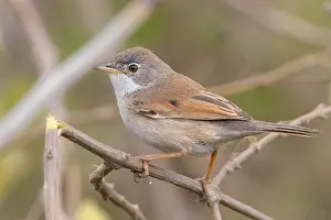 Bird Watching Europe Prints: Spectacled Warbler