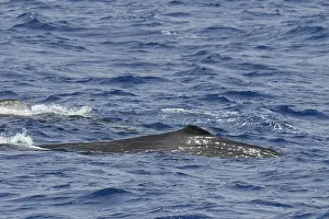Mammals In Africa Prints: Sperm whale, Physeter macrocephalus