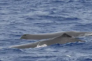 Atlantic Ocean Mammals Prints: Sperm whale, Physeter macrocephalus