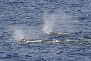 Physeter Macrocephalus Images Prints: Sperm whale, Physeter macrocephalus