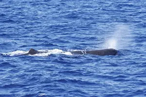 Sperm Whale Prints: Sperm whale, Physeter macrocephalus