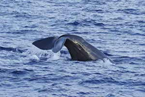 Sperm Whale Prints: Sperm whale, Physeter macrocephalus