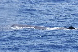 Sperm Whale Prints: Sperm whale, Physeter macrocephalus