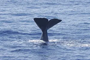 Sperm Whale Prints: Sperm whale, Physeter macrocephalus