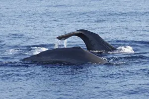 Sperm Whale Prints: Sperm whale, Physeter macrocephalus