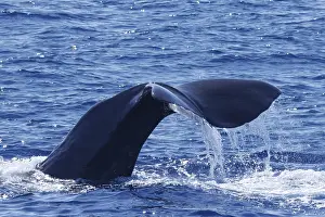 Sperm Whale Prints: Sperm whale, Physeter macrocephalus