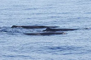 Sperm Whale Prints: Sperm whale, Physeter macrocephalus
