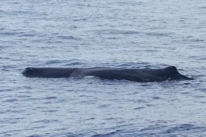 Sperm Whale Prints: Sperm whale, Physeter macrocephalus