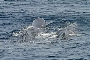 Sperm Whale Prints: Sperm Whale, Physeter macrocephalus