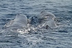 Sperm Whale Prints: Sperm Whale, Physeter macrocephalus