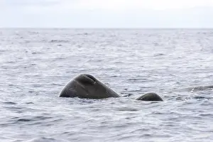 Sperm Whale Print: Adult and Juvenile SW off Terceira, Azores