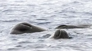 Physeter Macrocephalus Images Prints: Sperm Whale, Physeter macrocephalus