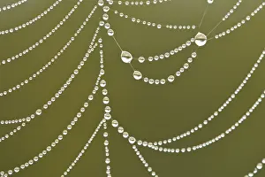 Spider Web Dew Drops Prints: Spider's web covered in dew