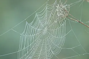 Images Dated 29th July 2008: Spiderweb Print with Dew Droplets