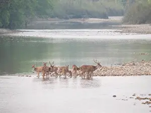 Forest Animal Photography Prints: Spotted Deer, Axis axis