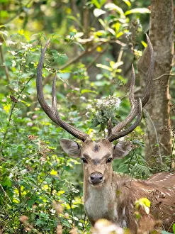 Forest Wildlife Images Prints: Spotted Deer, Axis axis