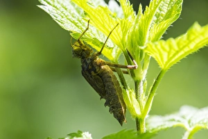 European Dragonfly Prints: Two spotted Dragonfly, Epitheca bimaculata