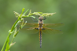 European Dragonfly Prints: Two spotted Dragonfly, Epitheca bimaculata