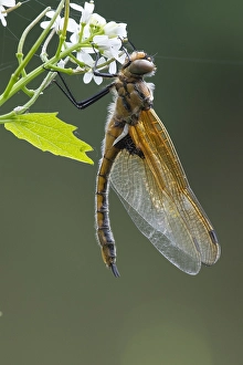 European Dragonfly Prints: Two spotted Dragonfly, Epitheca bimaculata