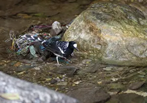 Himalayan Wildlife Prints: Spotted Forktail, Enicurus maculatus