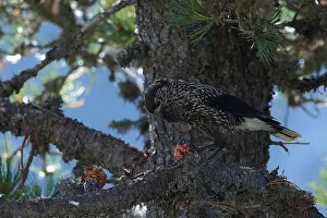 Spotted Nutcracker Prints: Spotted Nutcracker or Eurasian Nutcracker, Nucifraga caryocatactes ssp. caryocatactes