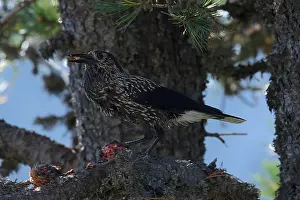 Spotted Nutcracker Prints: Spotted Nutcracker or Eurasian Nutcracker, Nucifraga caryocatactes ssp. caryocatactes
